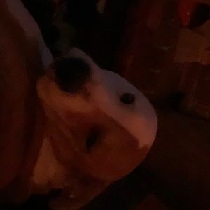 Meet your Posher, Alina